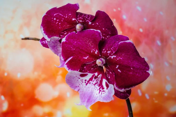 Lila Orchidee Auf Regenbogenhintergrund Tropische Blumen — Stockfoto