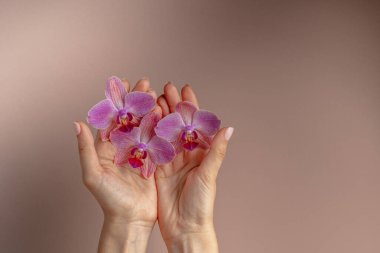Bej arkaplanda pembe orkide çiçekleri. Tropik çiçekler. Spa salonu konsepti