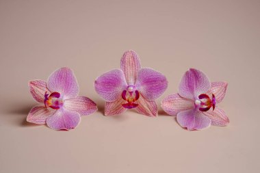 Bej arka planda pembe orkideler. Egzotik çiçekler kapanıyor
