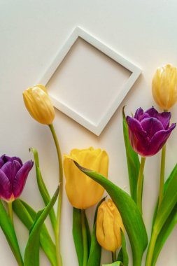 Pembe arka planda sarı ve mor laleler. Bahar fotoğrafçılığı. Lale festivali