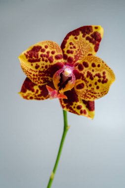 Phalaenopsis orkidesi yeşil dünyası gri arka planda kapanıyor. Makro fotoğraf