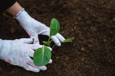 Adam lahana ekiyor. Bir adam sebze bahçesinde çalışıyor.