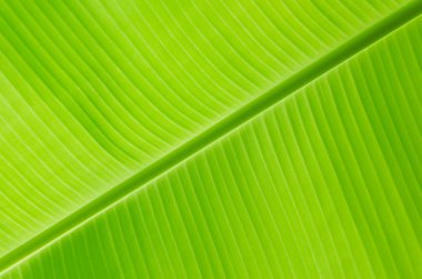 yeşil muz yaprağı