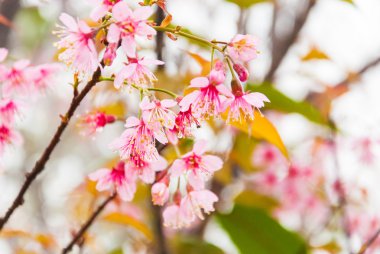 Sabahı yağmur ve sis