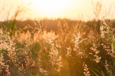 Doğa arka plan çayır çiçekli çim ile bir