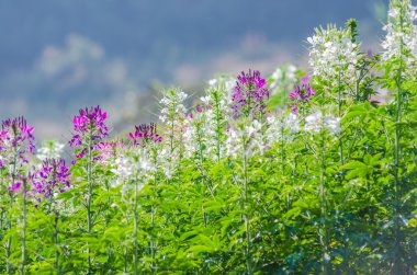 Bulanık backgroud ile tarlada mor ve beyaz çiçekler