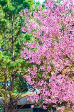 Güzel kiraz çiçeği (Sakura), Chiang Mai, Tayland