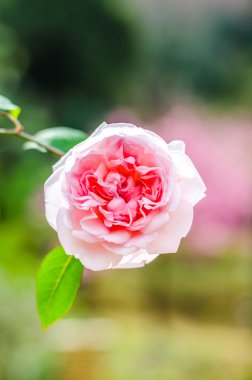 Arka plan bulanık ile pembe Gül kadar kapatın