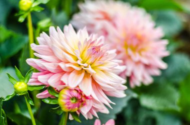 Turuncu pembe Dahlia hibrid çiçek bulanık backgr ile yakın