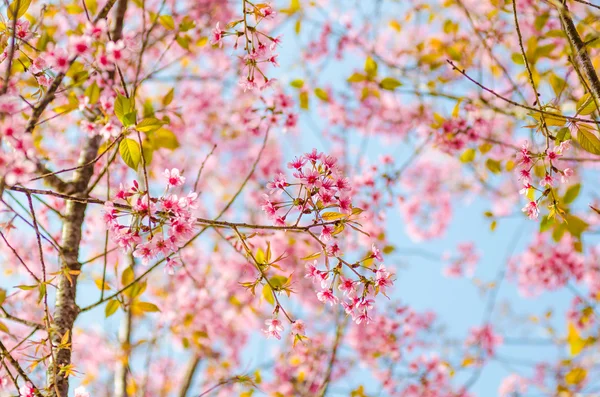 Beautiful cherry blossom (Sakura), Chiang Mai, Thailand