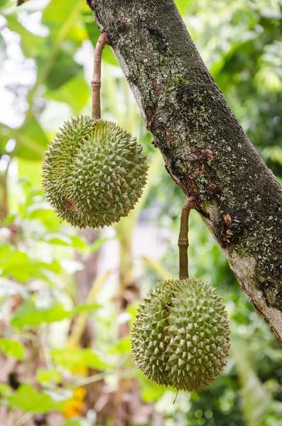 Verse durian in de boomgaard in Rayong, Thailand Stockfoto