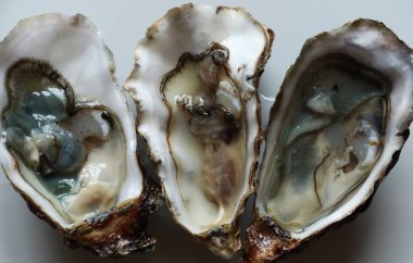 Yemek çizimi için beyaz tabakta üç açık istiridye fotoğrafı.