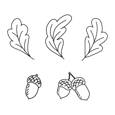 Meşe yaprağı ve meşe palamudu seti güzelmiş. Doodle vektör çizimi. El çizimi elementler beyaz arka planda izole edilmiş. Tebrik kartları, posterler, çıkartmalar ve mevsimlik tasarımlar için.