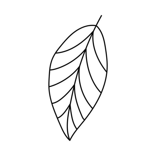 나뭇잎 Doodle Vector Illustration — 스톡 벡터