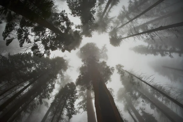 Sequoia Ormanı Bulutlu bir günde