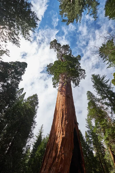 Mavi gökyüzüne karşı sequoia ağacı