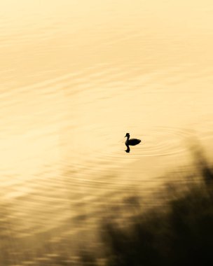 Büyük ibikli yağ altın renginde yüzerken gün batımı suya yansıyor. Su kuşunun silüeti ile minimalist resim.