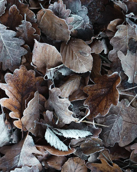 Feuilles Automne Marron Orange Recouvertes Givre Contexte Pour Automne Hiver — Photo