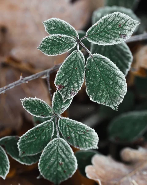 Φθινοπωρινά Φύλλα Βατόμουρου Καλυμμένα Παγωμένη Κρέμα Ιστορικό Για Φθινόπωρο Και — Φωτογραφία Αρχείου