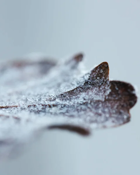 Brown Orange Autumn Leaves Covered Frosty Rime Background Fall Winter — Stock Photo, Image