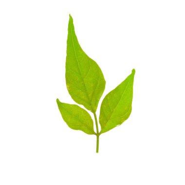 yeşil yaprak beyaz arkaplanda izole