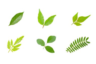 Koleksiyon yeşil yaprak izole beyaz arka plan üzerinde