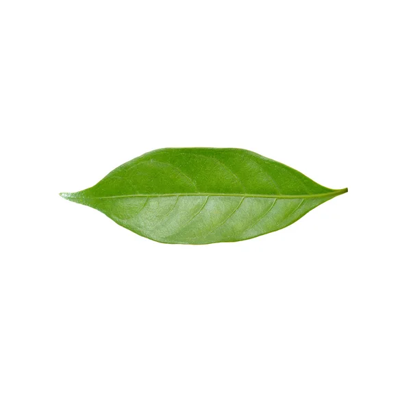 Зелений лист ізольований на білому фоні — стокове фото