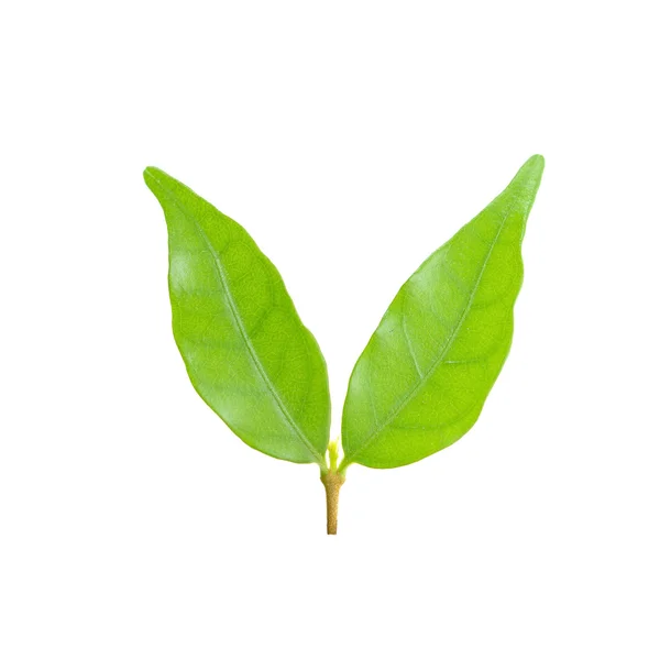 흰 배경에 녹색 잎으로 분리 됨 — 스톡 사진