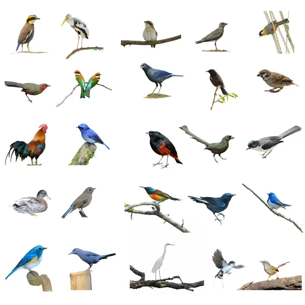 Ensemble oiseaux de collection — Photo