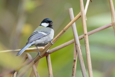 Büyük baştankara, dalda tıraşlama güzel kuş