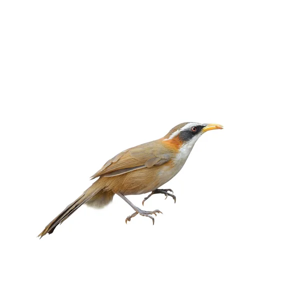 Cimitarra ceja blanca-Babbler, pájaro y caliente — Foto de Stock