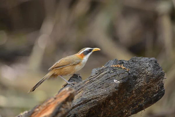 White-browed Scimitar-Babbler, vogel en warm — Stockfoto