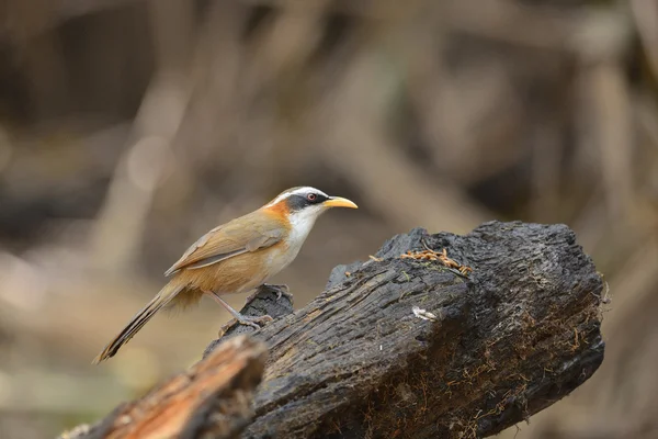 White-browed sabeltimalia, fågel och varm — Stockfoto