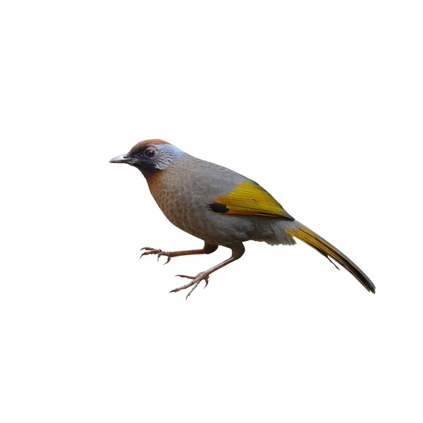 Laughingthrush de orelhas prateadas, pássaro e quente, pássaro de alimentação — Fotografia de Stock