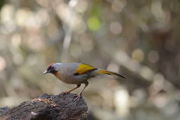 Ασήμι-eared Laughingthrush, πουλί και ζεστό, η σίτιση των πουλιών — Φωτογραφία Αρχείου
