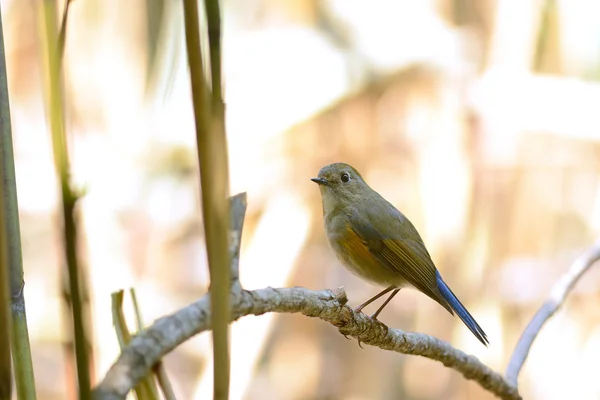 Πλαισιώνεται από το κόκκινο bluetail — Φωτογραφία Αρχείου