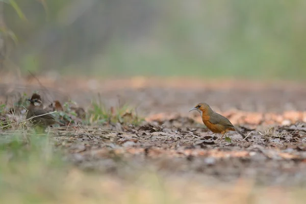 Scimitar-Babbler rouillé, Oiseau au sol — Photo