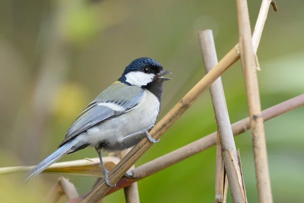 Great Tit , Beautiful bird perching on branch — Stock Photo, Image