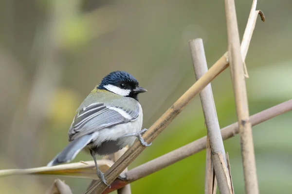 Gran Teta, Hermoso pájaro posado en la rama —  Fotos de Stock