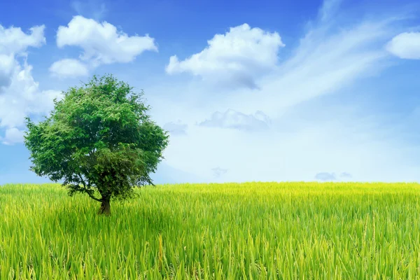 Grand arbre dans un champ vert avec ciel bleu — Photo
