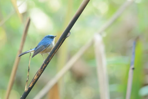 Slaty-blue Fliegenschnäpper (Vogel, der auf Zweigen hockt)) — Stockfoto