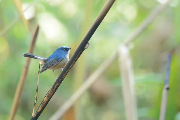 Acchiappamosche blu (Arrocco di uccelli su ramo ) — Foto Stock