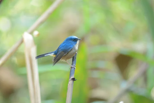 Slaty-blue Fliegenschnäpper (Vogel, der auf Zweigen hockt)) — Stockfoto