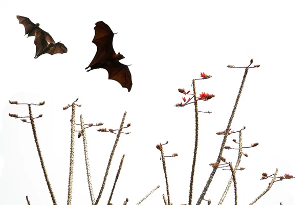 Siluetas murciélagos y hermosa rama para el uso de fondo — Foto de Stock