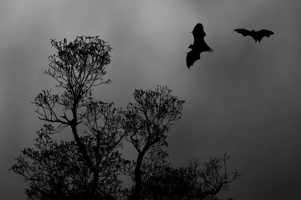 Siluetas murciélagos y hermosa rama para el uso de fondo bajo el tiempo de media luna — Foto de Stock