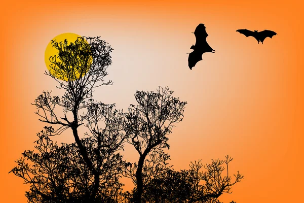 Bats silhuetas e belo ramo para uso em segundo plano no pôr do sol — Fotografia de Stock