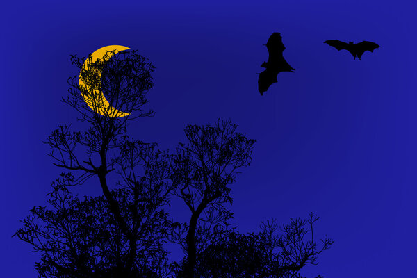 Bats silhouettes and beautiful branch for background usage under half moon time