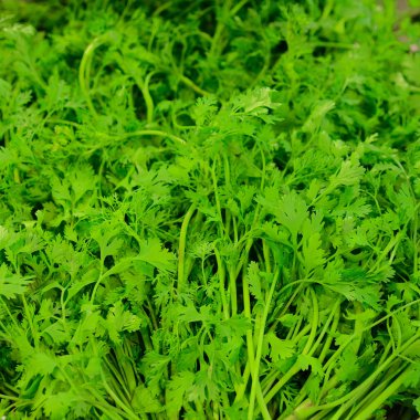 Taze kişniş sebze arka plan olarak