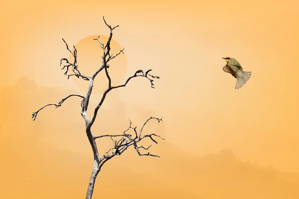 Barış (kavram resim görüntü show duygu barış duygu) kuş fl