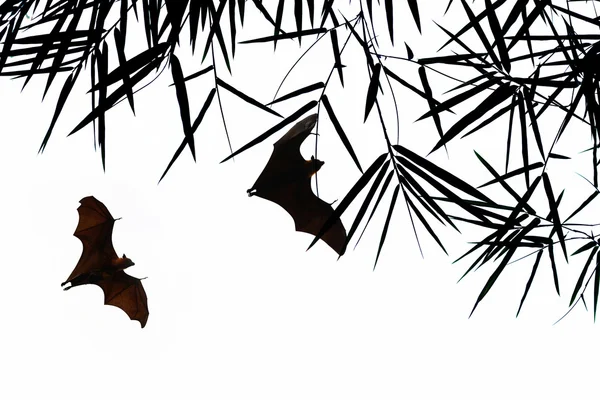 Bat silhouettes with bamboo leave — Stock Photo, Image